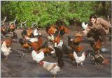 Amstelpark cocks and chickens - cocks and chickens5.jpg