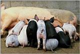 Piggies