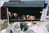 Sheep (2/4)