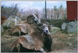 sheep (1/4)