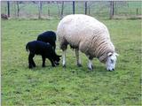 Sheep pictures