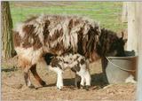 Double drink in Kruezen Animal Park - Sheep and lamb at the bar (simultaneously!)