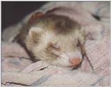 Sable ferret