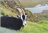Re: Request::::::::::: Does anyone have pictures of goats???