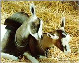 Goats in love