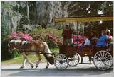 Horse Drawn Carriage - Beaufort, SC - horse01.jpg