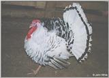 Domesticated Turkey