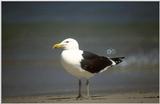 Re: Looking for bird pix! - dominican gull2.jpg