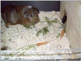 Meerschweinchen - Guinea Pigs 06/28