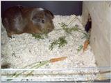 Meerschweinchen - Guinea Pigs 06/28