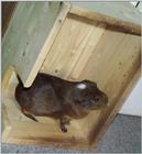 Meerschweinchen - Guinea Pigs 07/28