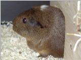 Meerschweinchen - Guinea Pigs 08/28