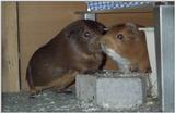 Meerschweinchen - Guinea Pigs 01+02/28