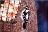 Downy Woodpecker (Picoides pubescens) [male]