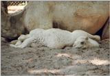 This assortment of legs is hard to position :-) Dromedary camel kid in Hannover Zoo