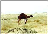 camel 2