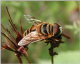 Drone Fly
