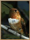 Ds-Cal Oiseaux 12 - Colibri roux.jpg