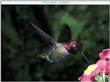 New Scans Day 11 - Ds-Oiseau 132.jpg -- Costa's Hummingbird