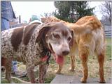Re: REQ.  Dog and cat photos