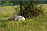 Farm Scene...