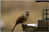 this mornings red birds...4