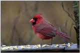 this mornings red birds...3
