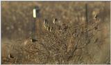 Birds in Bush..