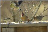 This mornings Cardinal...