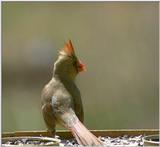 Cardinal..