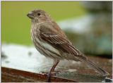 Bird?