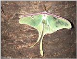 Luna Moth (Actias luna)