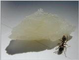 ant