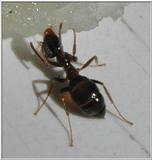 ant 2