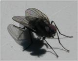 fly 2