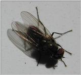 fly