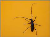 bug on yellow plastic