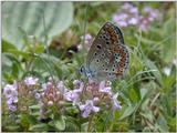 only a butterfly