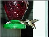Hummer, the pause that refreshes