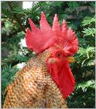 cock 3