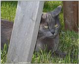 Thomas (cat)