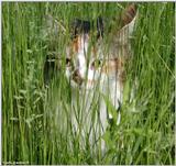 Sheba (cat)