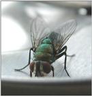 Fly