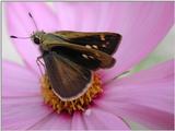 Butterflies a