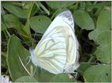 how butterflies do it
