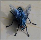 fly