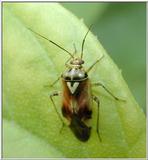 another bug