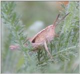 grasshopper