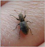 bug on =?iso-8859-1?Q?iri=B4s?= finger