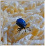 a blue one on my towel